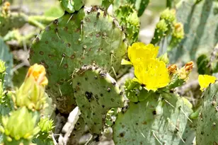 684 Stoneleigh Rd, Center Point, TX 78010 - Photo 39