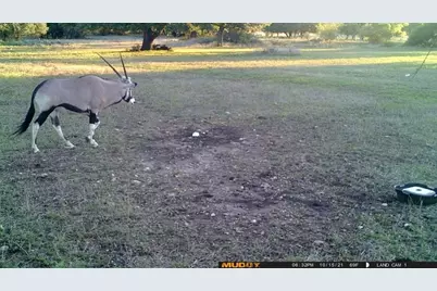 153 High Point Drive, Kempner, TX 76539 - Photo 3