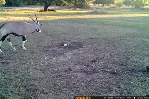 153 High Point Dr, Kempner, TX 76539 - Photo 3