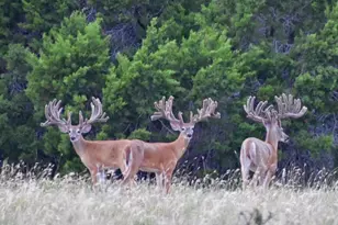 5525 Fm2340 Rd, Burnet, TX 78611 - Photo 21