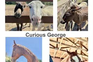 1051 Trailhead Cir, Dripping Springs, TX 78620 - Photo 27