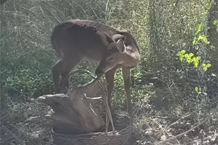 19818 Colina Dr Dr, Lago Vista, TX 78645 - Photo 35