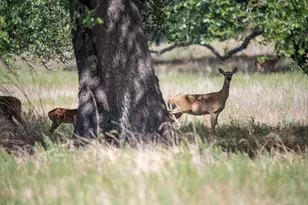 169 Blackbuck Rdg Dr, Lampasas, TX 76550 - Photo 31