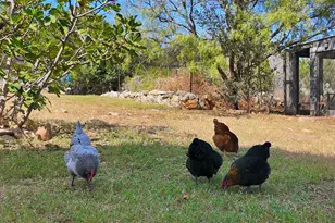 4110 Tyx Trail, Spicewood, TX 78669 - Photo 35