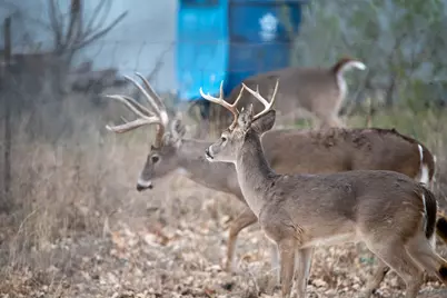 Lot 436 Fir Lane, Cottonwood Shores, TX 78657 - Photo 3