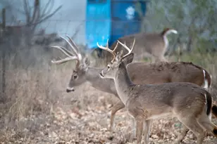 Lot 436 Fir Ln, Cottonwood Shores, TX 78657 - Photo 3