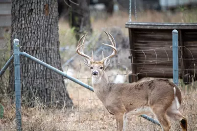 Lot 436 Fir Lane, Cottonwood Shores, TX 78657 - Photo 3