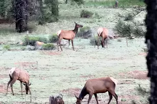 4800 S Wildlife Dr, Flagstaff, AZ 86005 - Photo 79