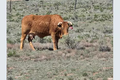 8175 Sharp Knife Road, Williams, AZ 86046 - Photo 7