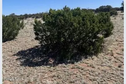 3864 Mohave Trail, Williams, AZ 86046 - Photo 7