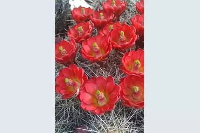 12899 Stockmens Road, Flagstaff, AZ 86004 - Photo 21