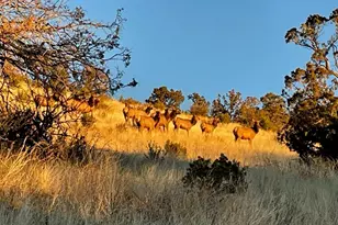 1843 E Sagebrush Rd, Williams, AZ 86046 - Photo 31