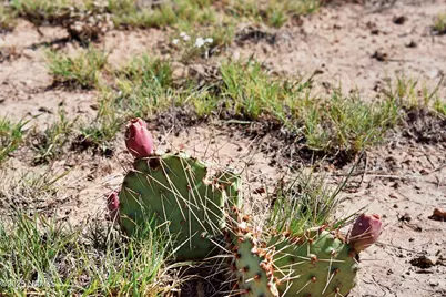 6622 S Prairie Grass Lane, Williams, AZ 86046 - Photo 13