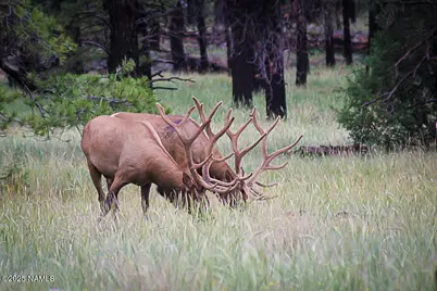 867 Crestview Drive, Mormon Lake, AZ 86038 - Photo 75