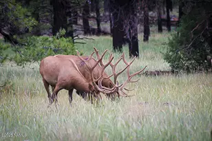 867 Crestview Dr, Mormon Lake, AZ 86038 - Photo 75