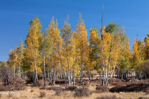 867 Crestview Dr, Mormon Lake, AZ 86038 - Photo 61