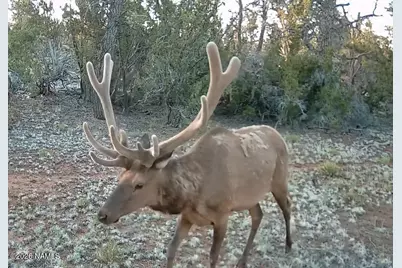 Lot 186B Bull Run Road, Williams, AZ 86046 - Photo 1