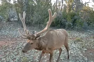 Lot 186B Bull Run Rd, Williams, AZ 86046 - Photo 1