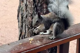 2761 Apollo Cir, Heber-Overgaard, AZ 85933 - Photo 51