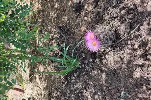 28465 Ringtail Rd, Flagstaff, AZ 86004 - Photo 21