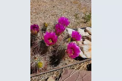 2595 W Lucy Lane, Kingman, AZ 86409 - Photo 37