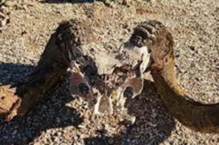 2595 W Lucy Ln, Kingman, AZ 86409 - Photo 39