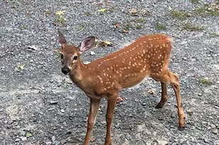 808 Pioneer Ct, Lackawaxen, PA 18435 - Photo 105