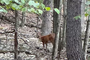 435 Autumn Ct, Hawley, PA 18428 - Photo 1