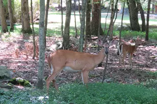 180 Choke Berry Dr, Milford, PA 18337 - Photo 25