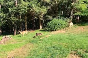 18 Elbert Behling Rd, Beach Lake, PA 18405 - Photo 51