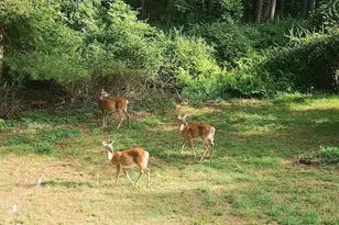 18 Elbert Behling Rd, Beach Lake, PA 18405 - Photo 49