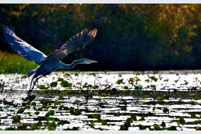 1008 Woodstone Road, Newfoundland, PA 18445 - Photo 31