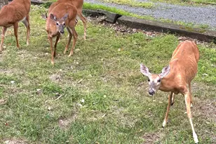 7 Sunrise Trail, Hawley, PA 18428 - Photo 51