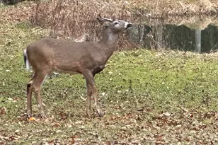 187 Arnolds Rd, Equinunk, PA 18417 - Photo 107