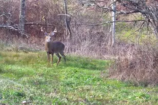 187 Arnolds Rd, Equinunk, PA 18417 - Photo 109