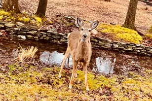 106 Keystone Ct, Dingmans Ferry, PA 18328 - Photo 35