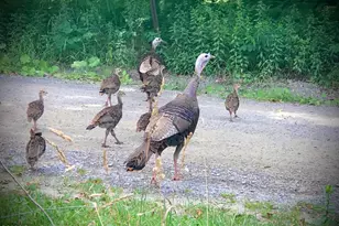 110 Timber Ridge Dr, Newfoundland, PA 18445 - Photo 95