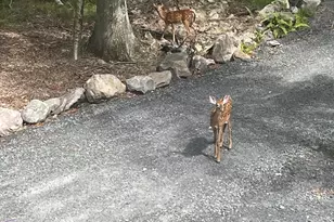 120 Yvonne Ln, Dingmans Ferry, PA 18328 - Photo 45