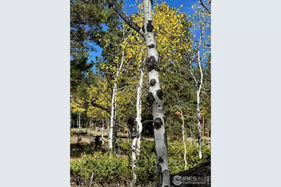 246 Tahosa Park South Rd, Allenspark, CO 80510 - Photo 5