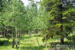 246 Tahosa Pk S Rd, Allenspark, CO 80510 - Photo 1