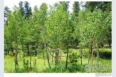 246 Tahosa Park South Rd, Allenspark, CO 80510 - Photo 3