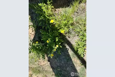 62 White Slide Mountain Ct, Livermore, CO 80536 - Photo 11