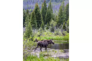 1640 Continental Peaks Cir, Estes Park, CO 80517 - Photo 11