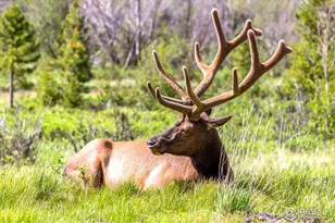 1770 Continental Peaks Cir, Estes Park, CO 80517 - Photo 15