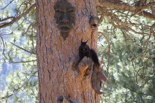 147 Cedar Dr, Lyons, CO 80540 - Photo 31