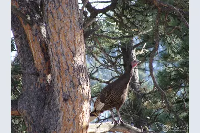 0 Cedar Dr, Lyons, CO 80540 - Photo 9