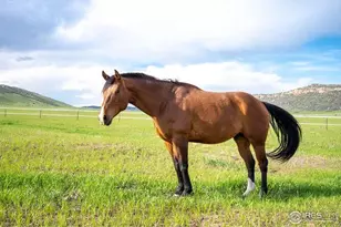 6085 Spring Glade Rd, Loveland, CO 80538 - Photo 37