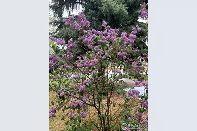 6005 Mossycup Ct, Loveland, CO 80538 - Photo 11