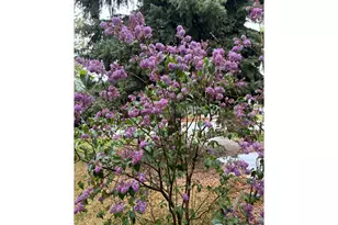 6005 Mossycup Ct, Loveland, CO 80538 - Photo 11