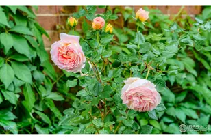 604 Mapleton Ave, Boulder, CO 80304 - Photo 33